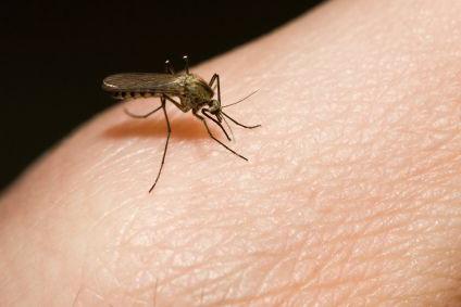 Укус комара лечение в домашних условиях thumbnail