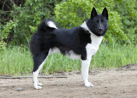 Русско европейская лайка фото описание породы, собаки рел