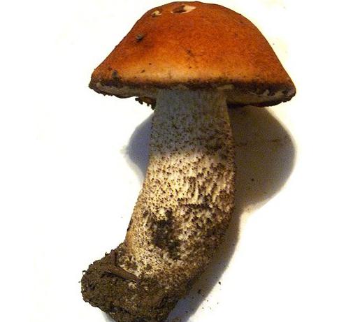 сколько жарить грибы подберезовики 