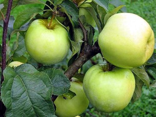 моченые яблоки 