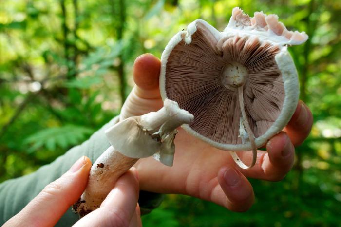как отличить ложные грибы
