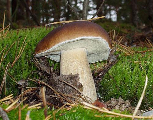 как отличить ложные белые грибы