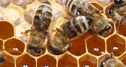 Как пчелы делают мед: зачем и сколько собирают?
