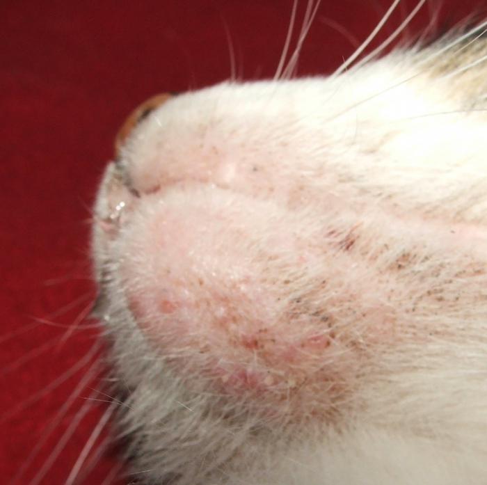кожные заболевания у кошек фото