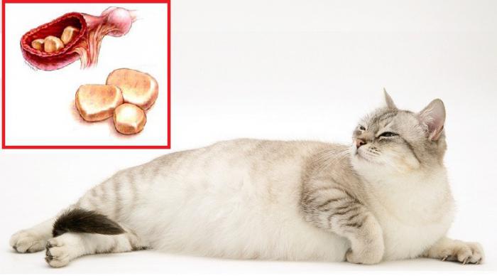Как определить что у кота мочекаменная болезнь?