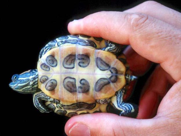 как определить пол черепахи красноухой