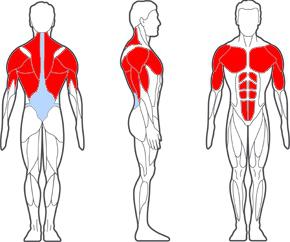какие мышцы работают при отжимании