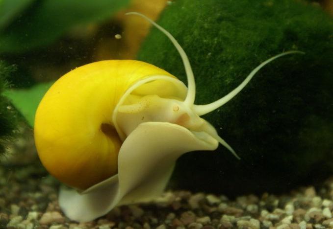 Как размножаются улитки в аквариуме: как спариваются, как рожают, как плодятся