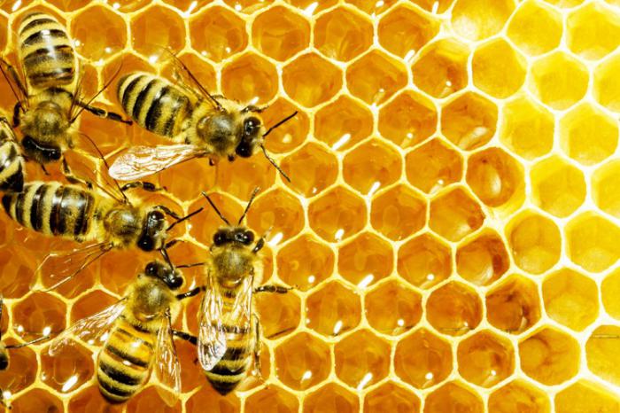 продукты пчеловодства и их польза
