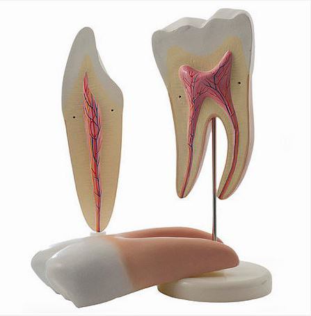 строение челюсти человека зубы