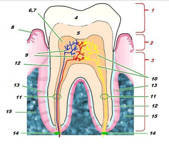 строение верхних зубов человека