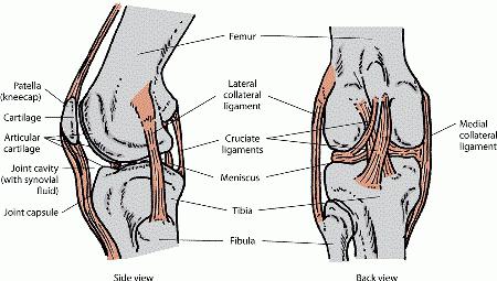 Лечение суставов опорно двигательная система thumbnail