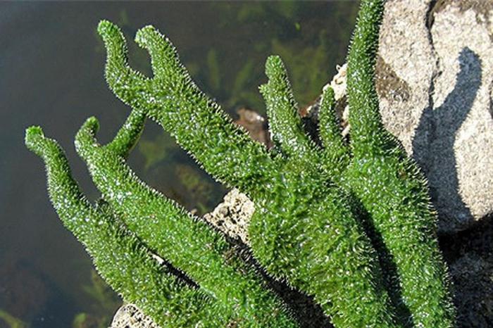 Бадяга животное. Пресноводная губка бадяга. Бадяга Озерная. Бадяга (Речная губка) - Spongilla lacustris. Озерная бадяга Spongilla lacustris.