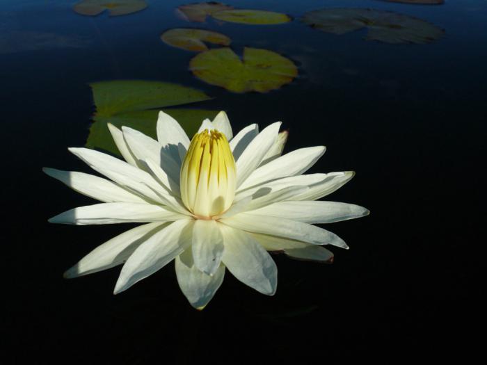 цветок кувшинка белая