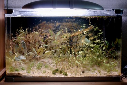 диатомовые водоросли в аквариуме