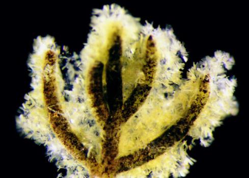 отдел диатомовые водоросли