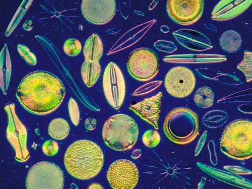 диатомовые водоросли фото