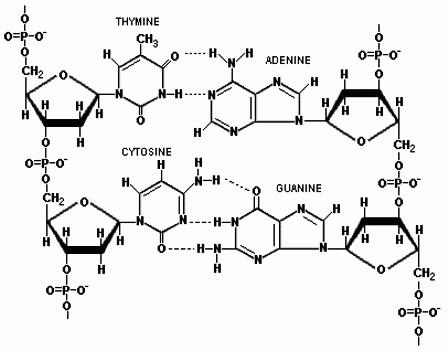 Дезоксирибонуклеиновая кислота (ДНК). Открытие структуры дезоксирибонуклеиновых кислот