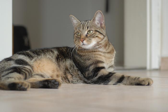 Европейская короткошерстная кошка: описание породы, окрас и темперамент, уход и содержание