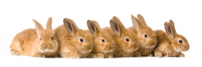 Поилки для кроликов своими руками: виды, инструкции, характеристики, уход и чистка