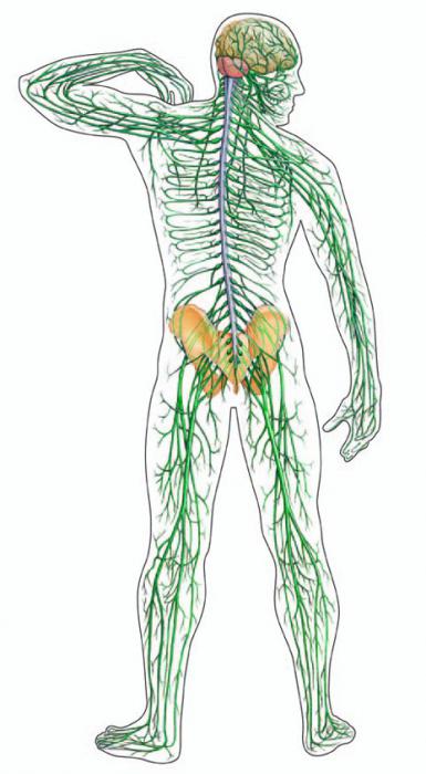 свойства нервной ткани