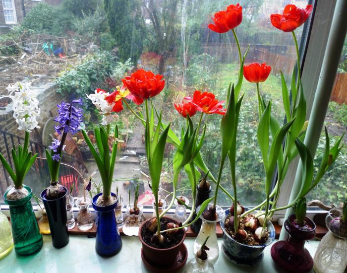 Выгонка тюльпанов в домашних условиях 