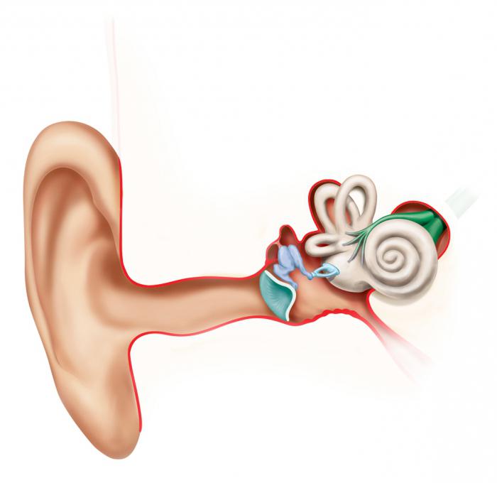 Органы внутреннего уха