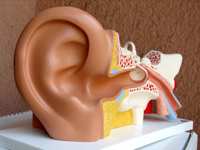 Строение внутреннего уха