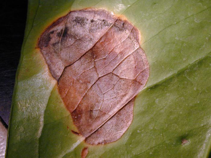 антуриум болезни листьев