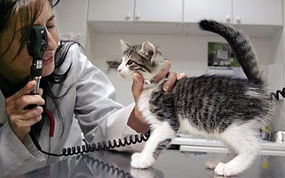 демодекоз у кошек фото лечение