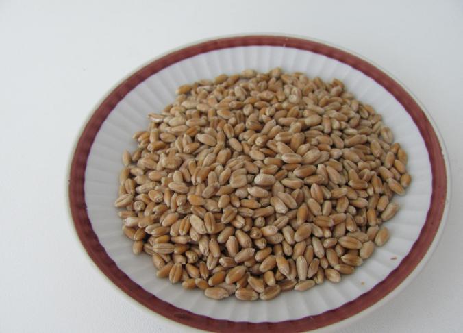 пшеница для проращивания польза