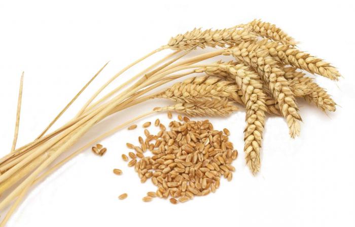 пшеница для проращивания