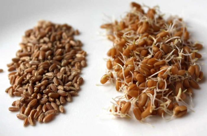 пшеница для проращивания аптека