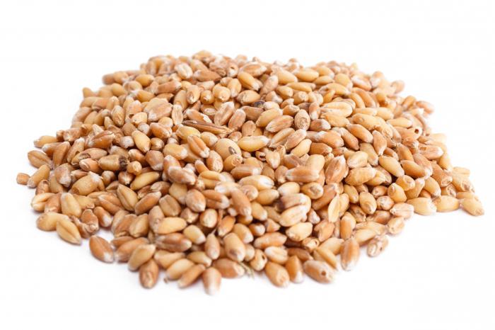 зерна пшеницы для проращивания