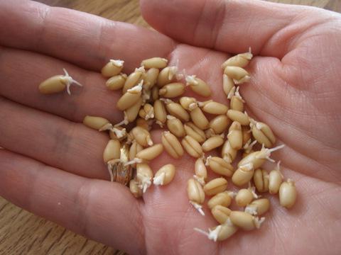 проращивание пшеницы для еды