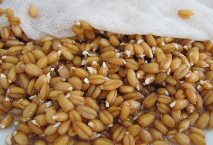 пшеница для проращивания отзывы