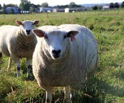 мясные породы овец