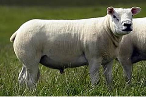 разведение овец мясной породы