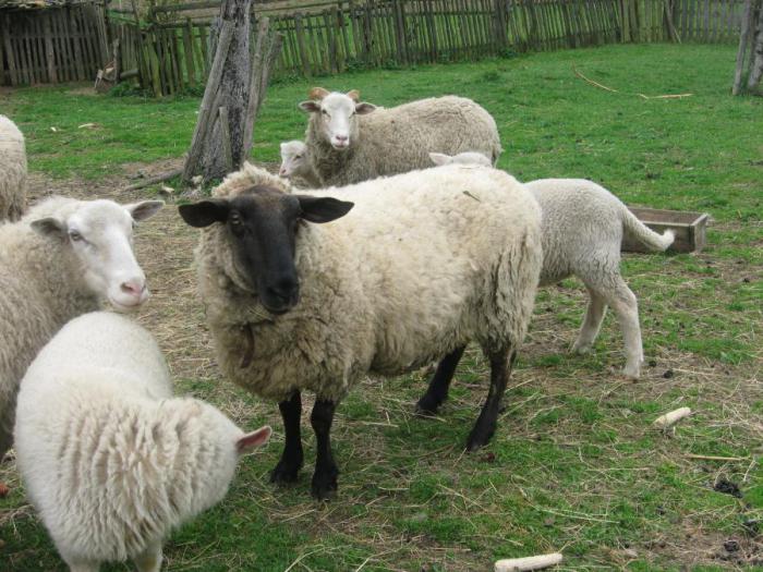 какая порода овец мясная