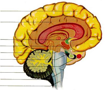 головной мозг строение и функции