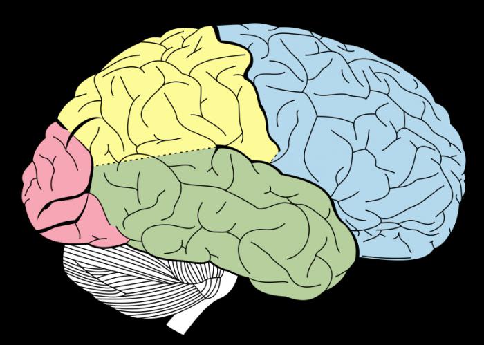 строение мозга человека