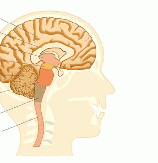 мозг человека строение и функции