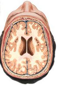 строение отделов головного мозга