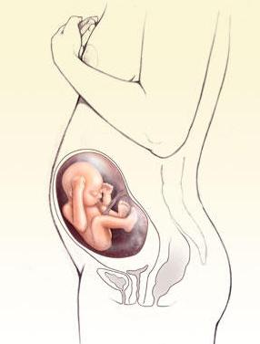 Тонус матки на ранних сроках беременности