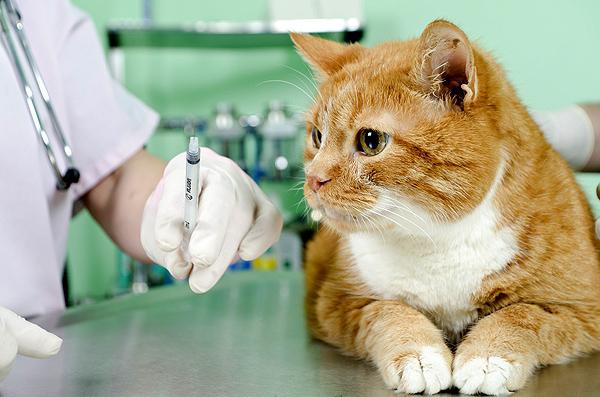 прививка от чумки кошке