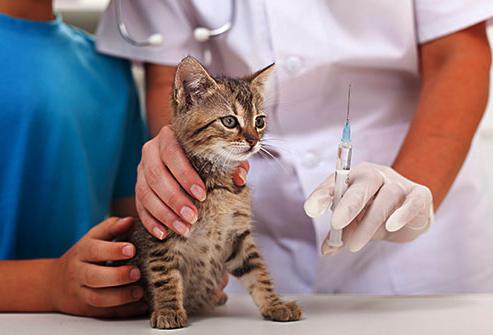 прививки домашним кошкам
