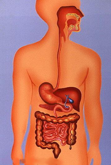 строение органов пищеварения