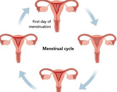 Все о менструальном цикле: нормальная продолжительность и фазы