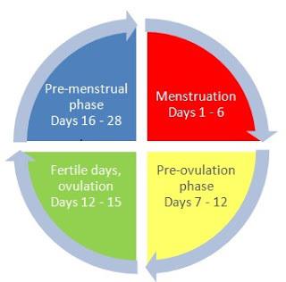 менструальный цикл женщины