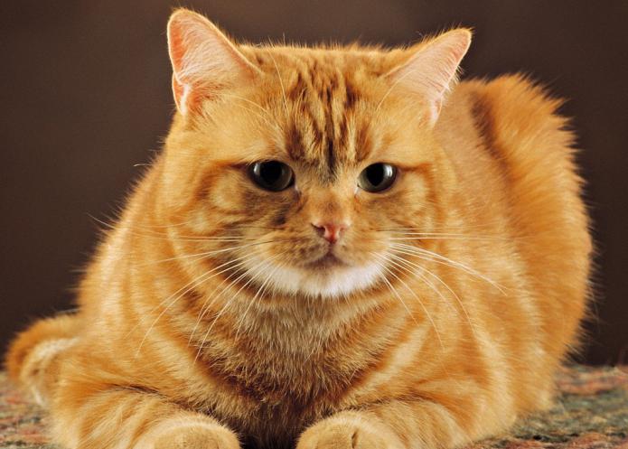 большой рыжий кот порода